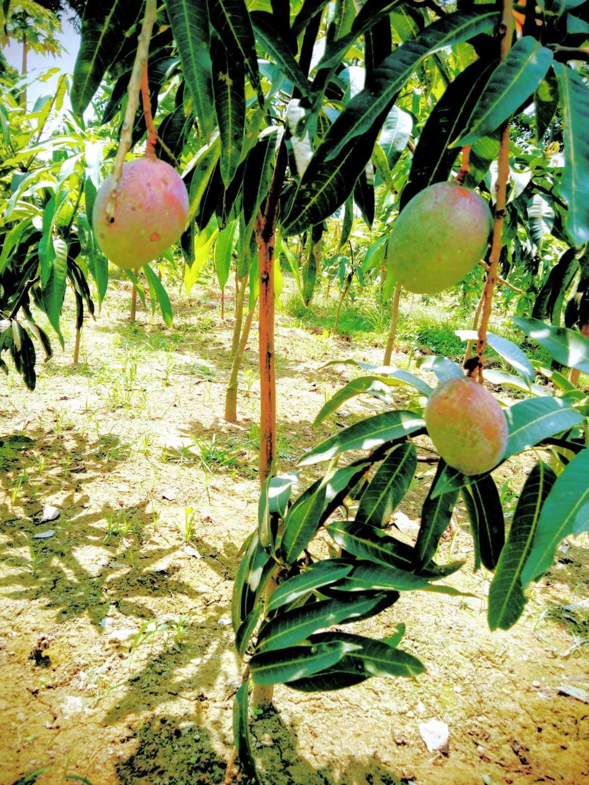 American Red Palmer Mango Plant