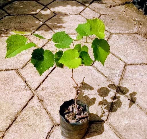 Green Grape Plant
