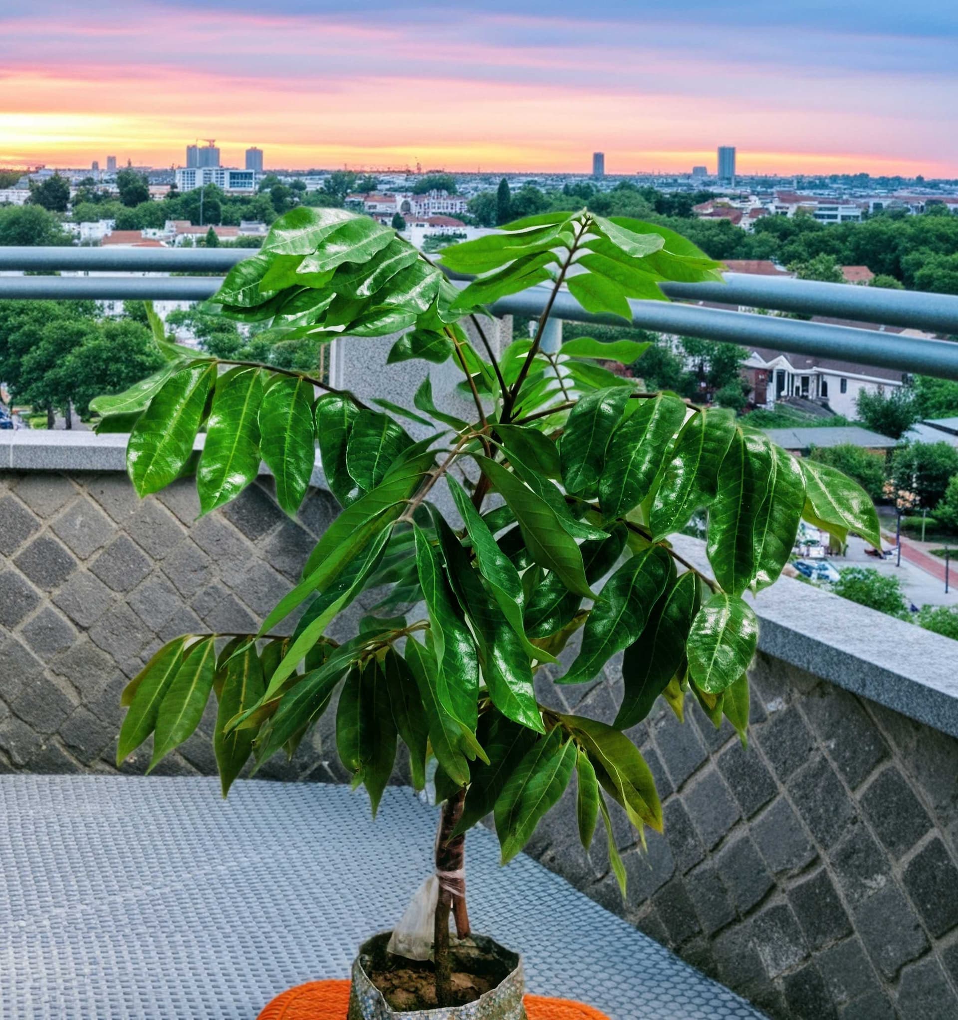 All Time Longan Plant