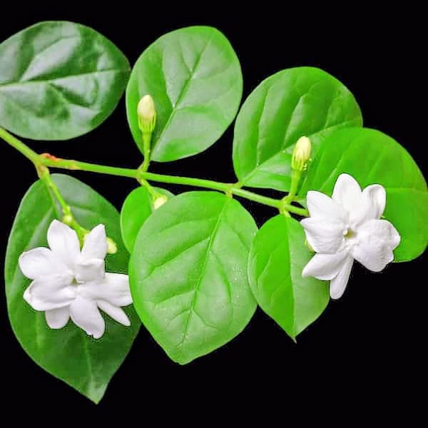 Jasmine Flower Plant