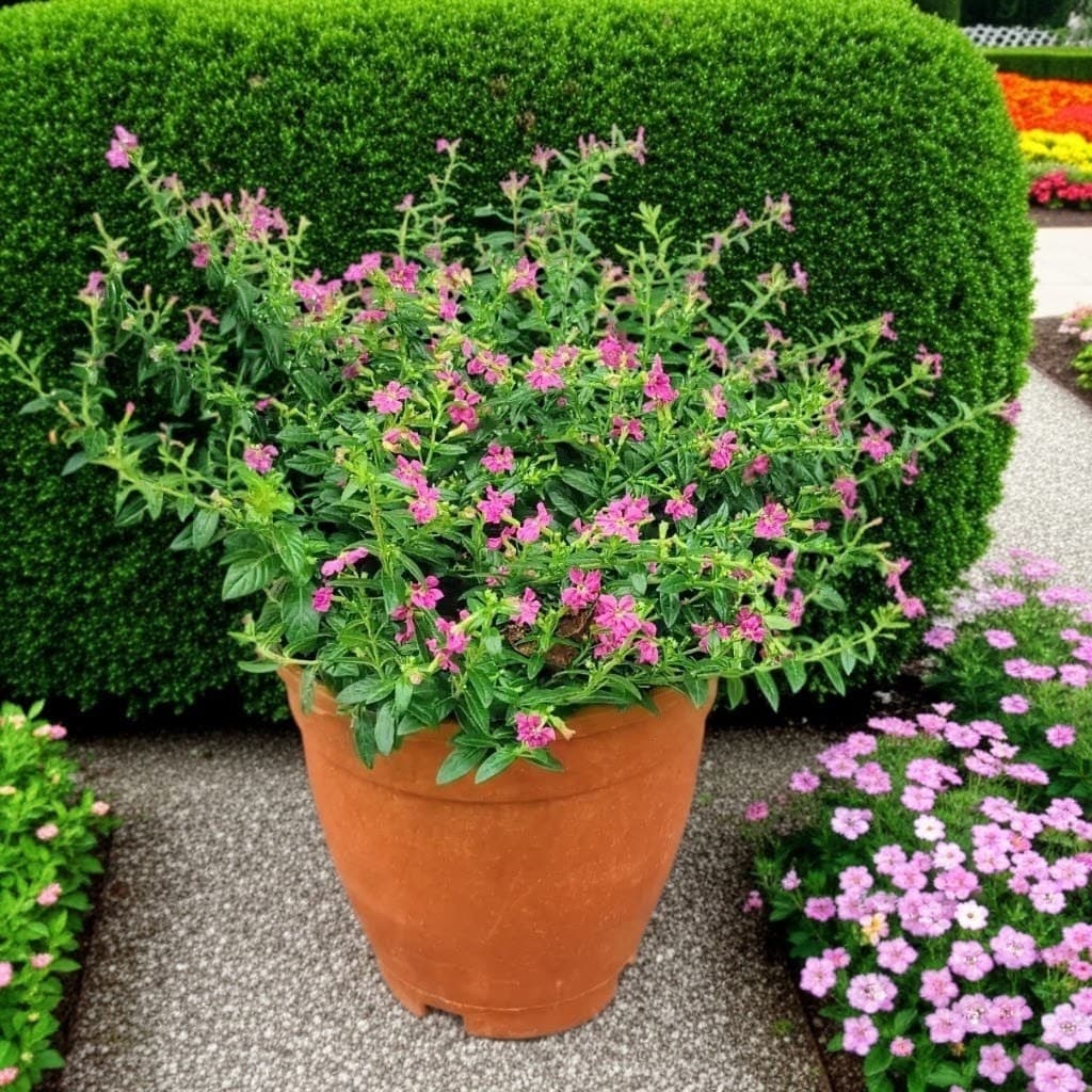 Cuphea Hyssopifolia