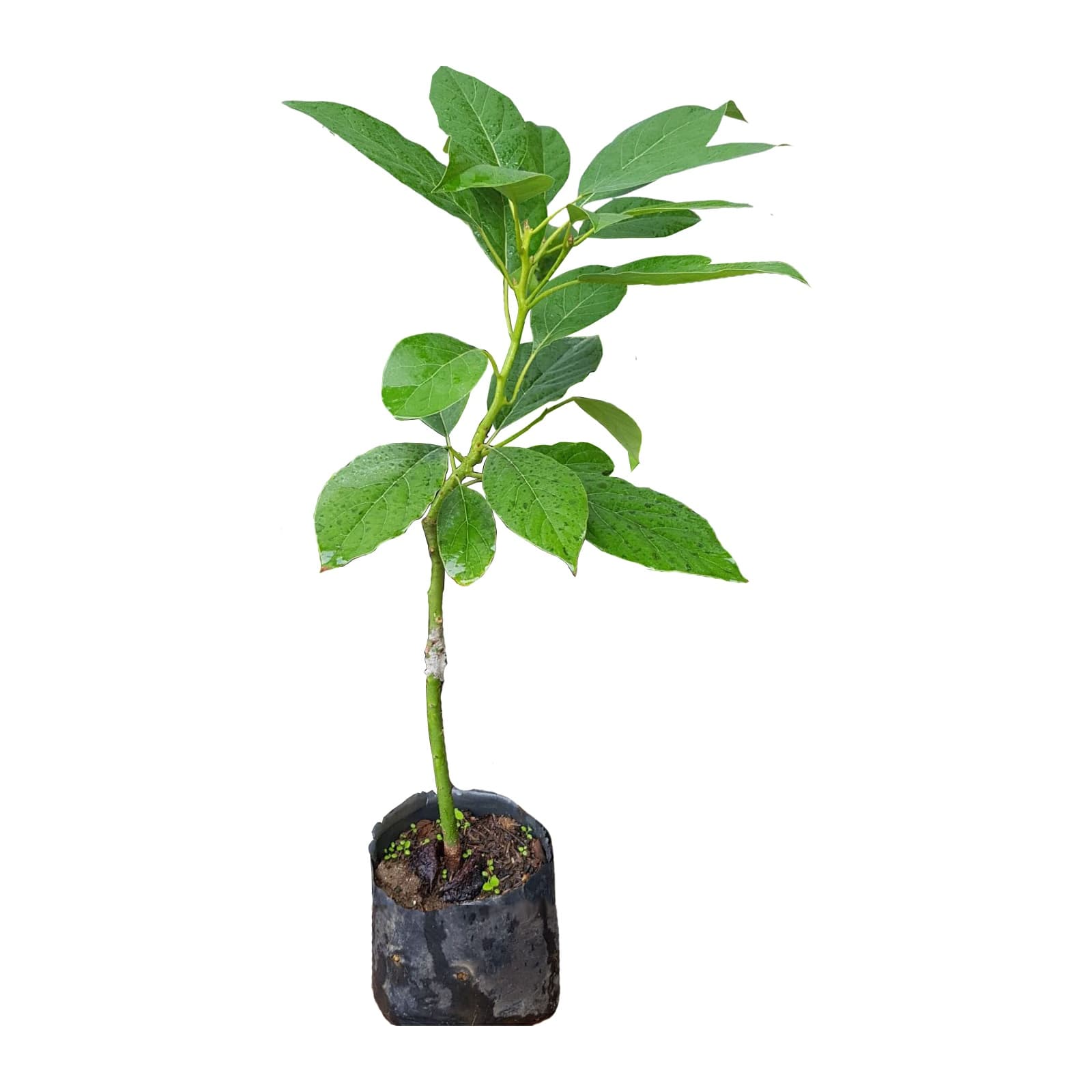 Avocado Plant