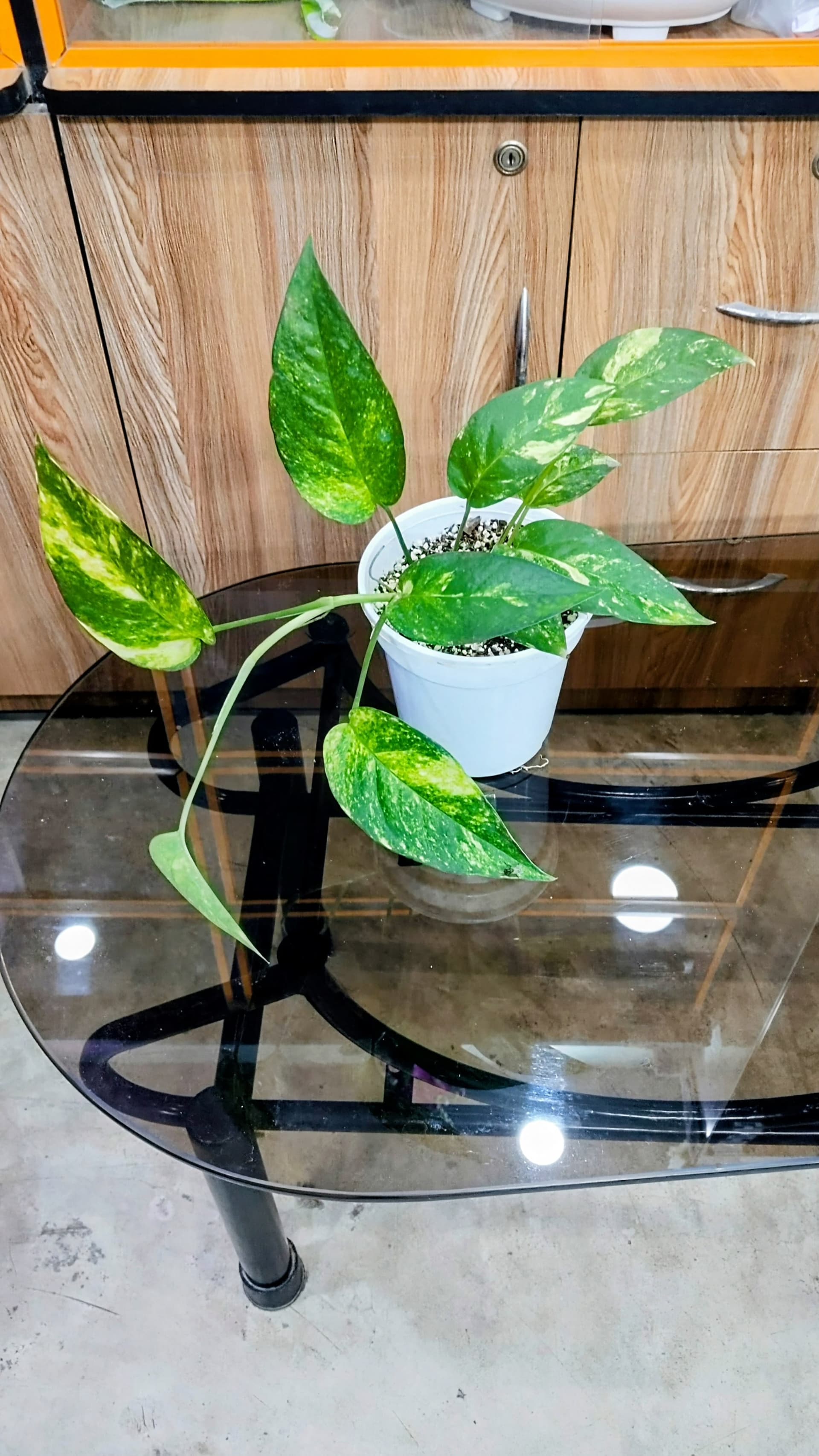 Epipremnum Golden Flame