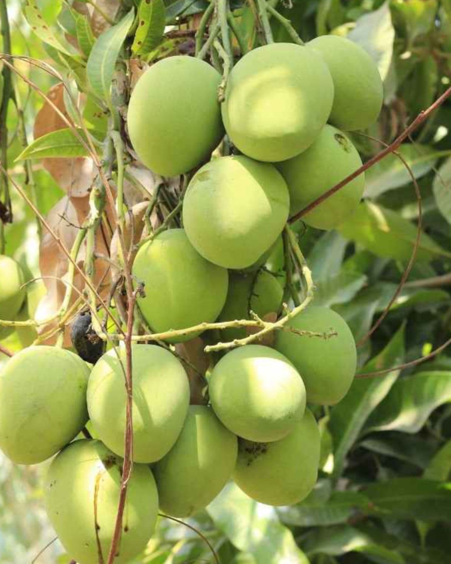 Langra Mango Plant
