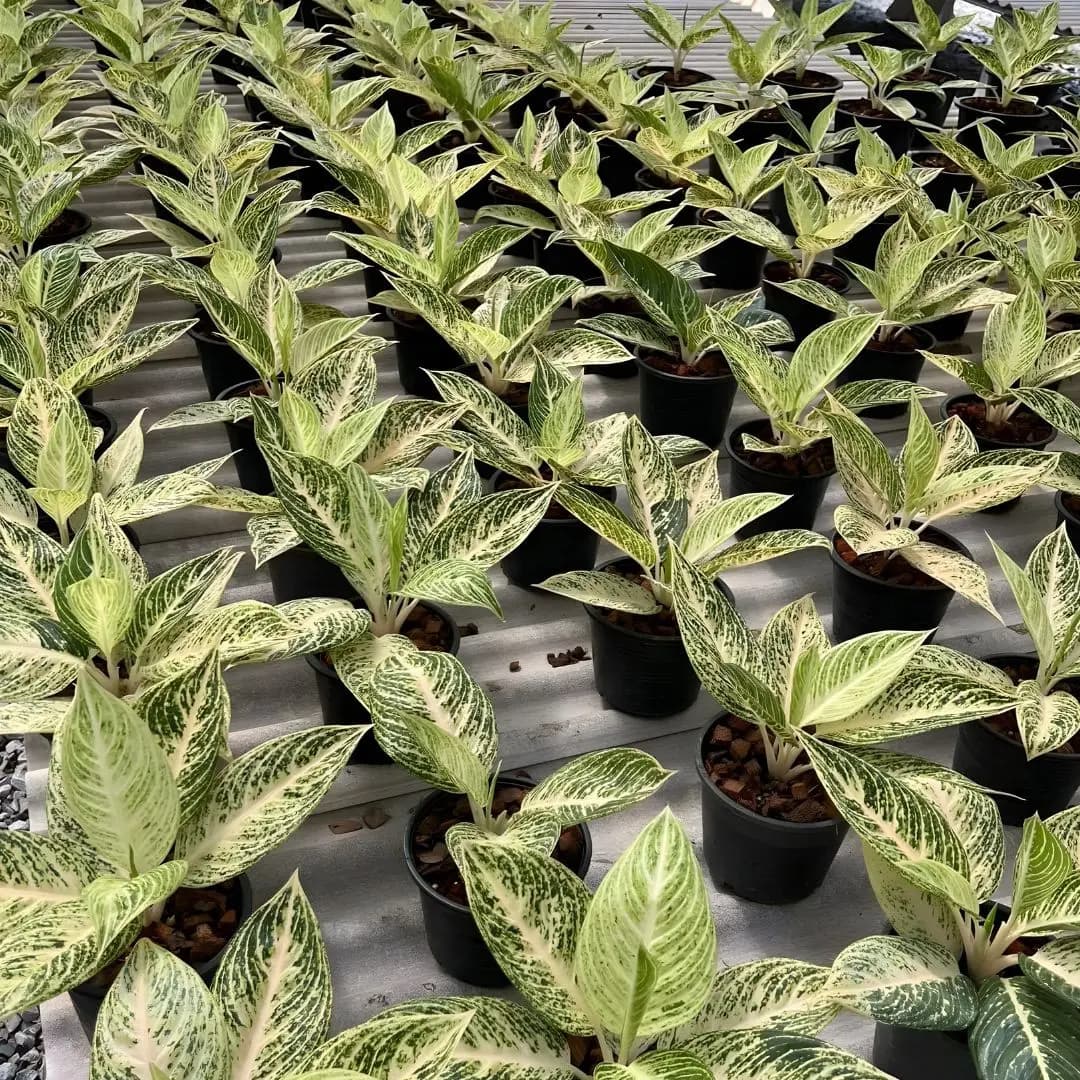Aglaonema White Legacy Plant