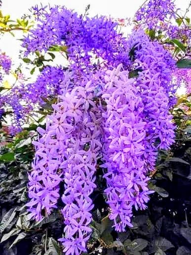 Nilmoni Lota Flower Plant