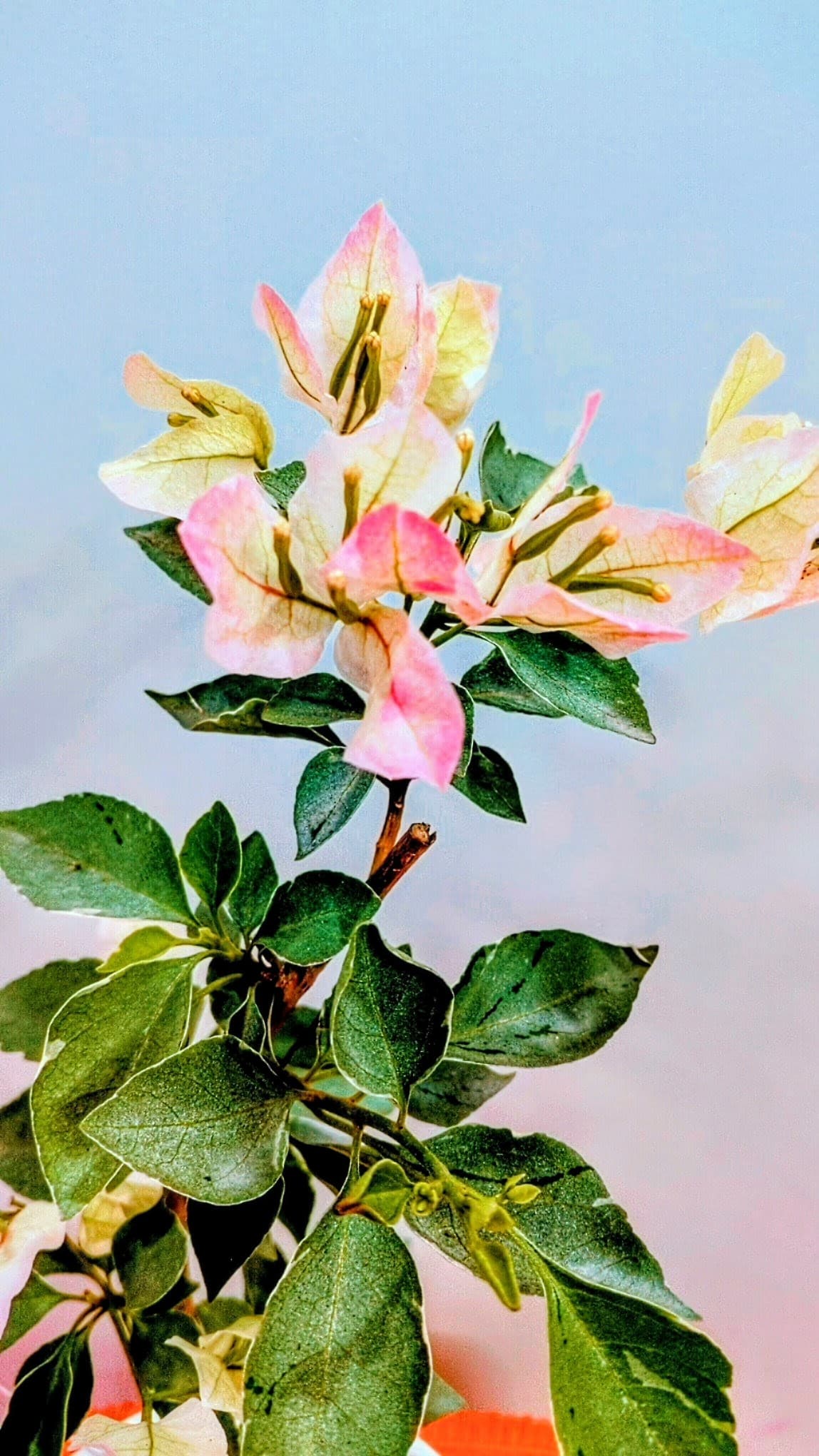 Silver Leaf Thai Delight