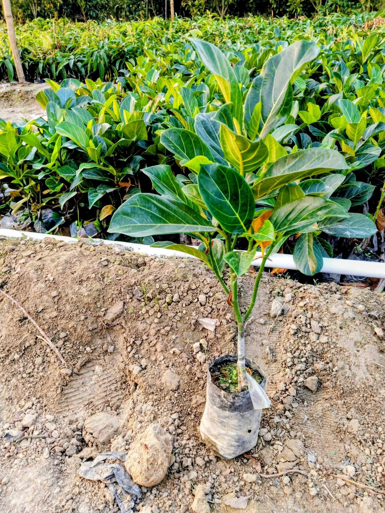All Time Jackfruit Plant