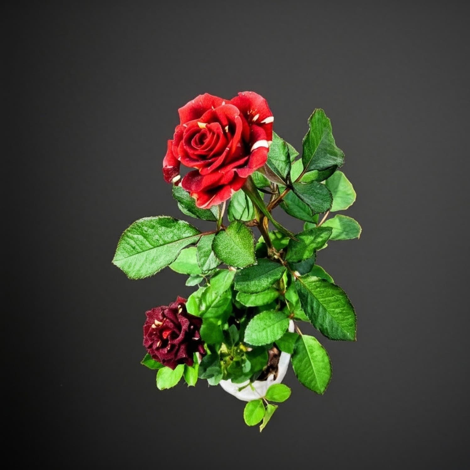 Abracadabra Rose Plant