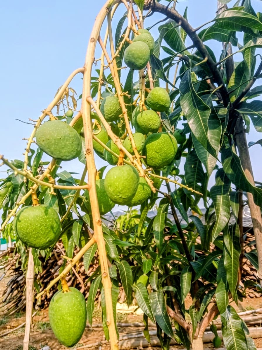 Bari 4 Mango Plant