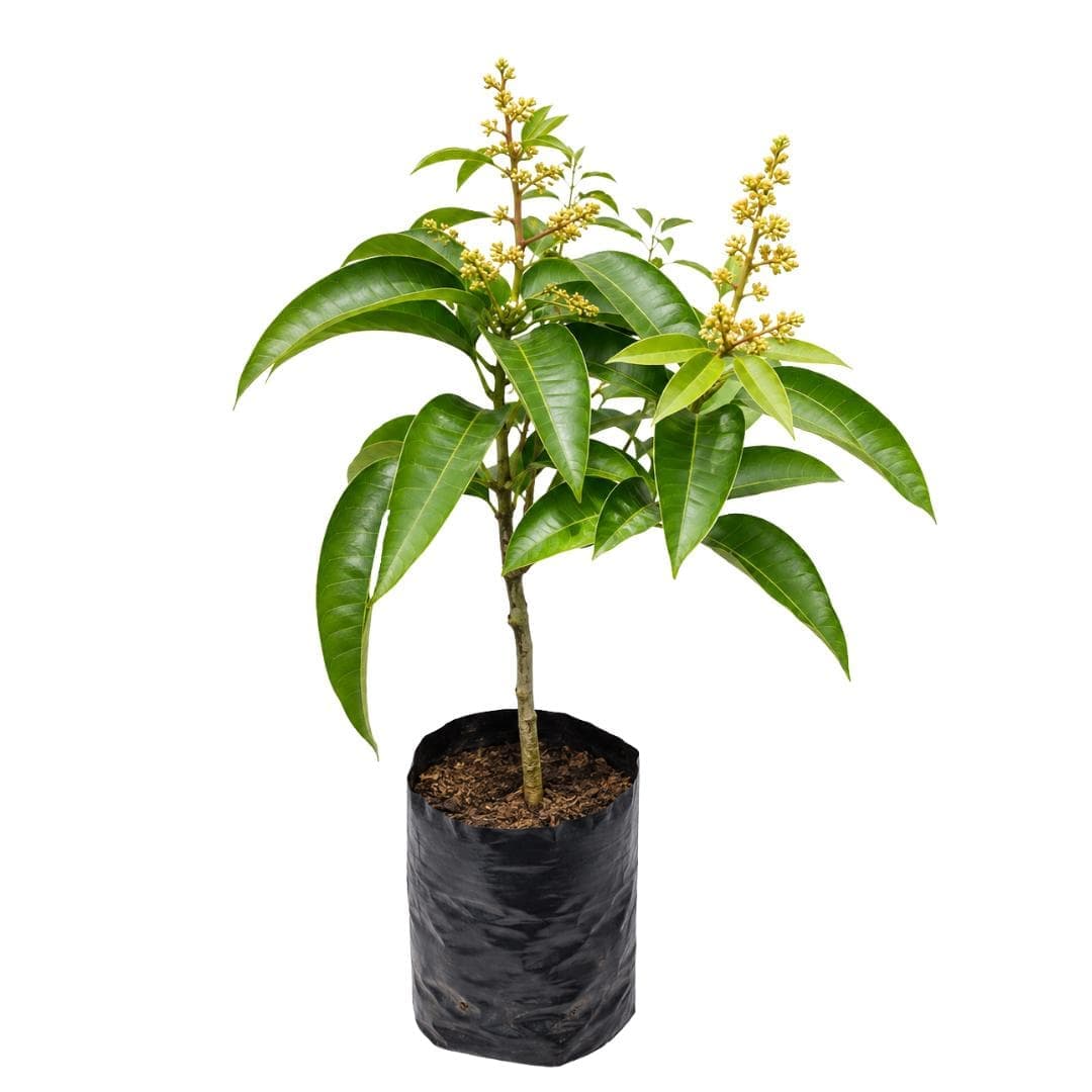 All Time Mango Plant