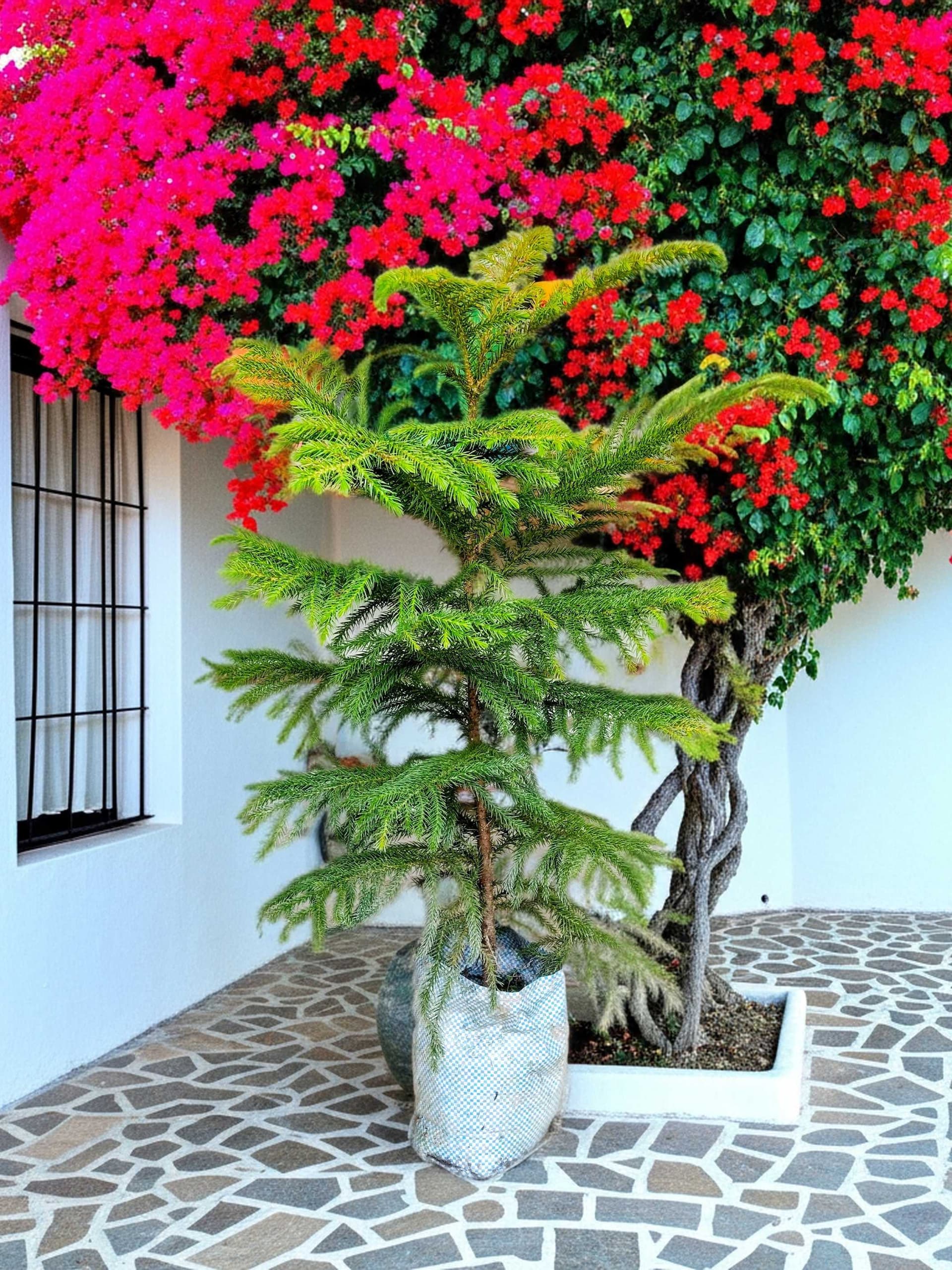 Christmas Tree Plant