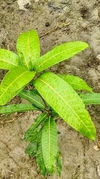 Hong Zhu Mango Plant