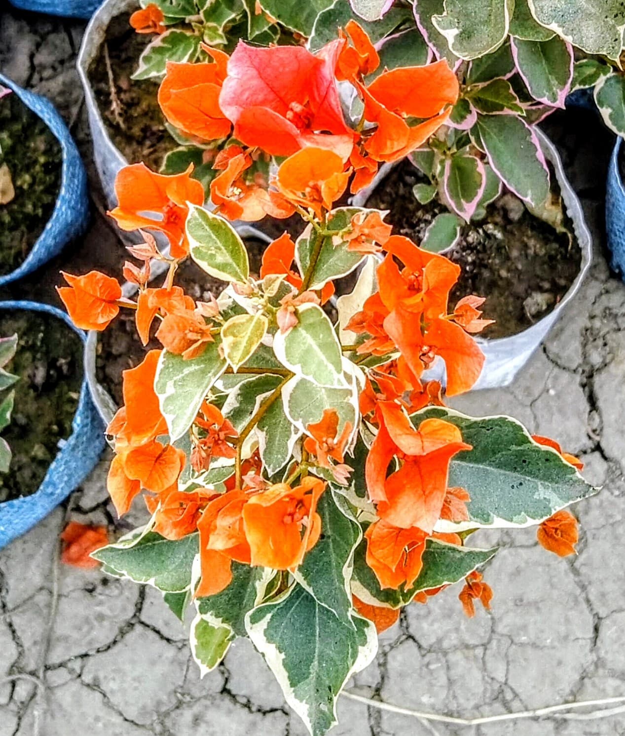 Emas Perak