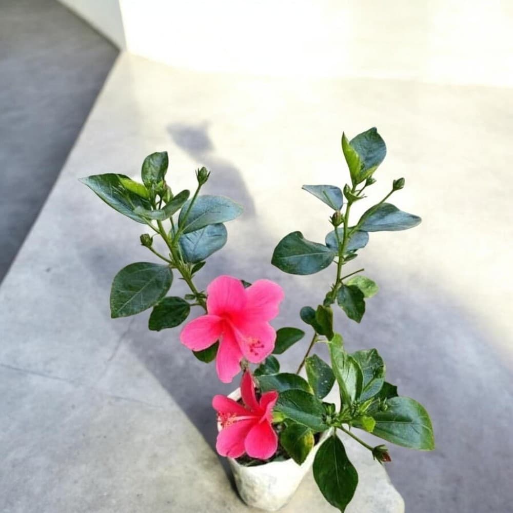 Laxmi Hibiscus Plant