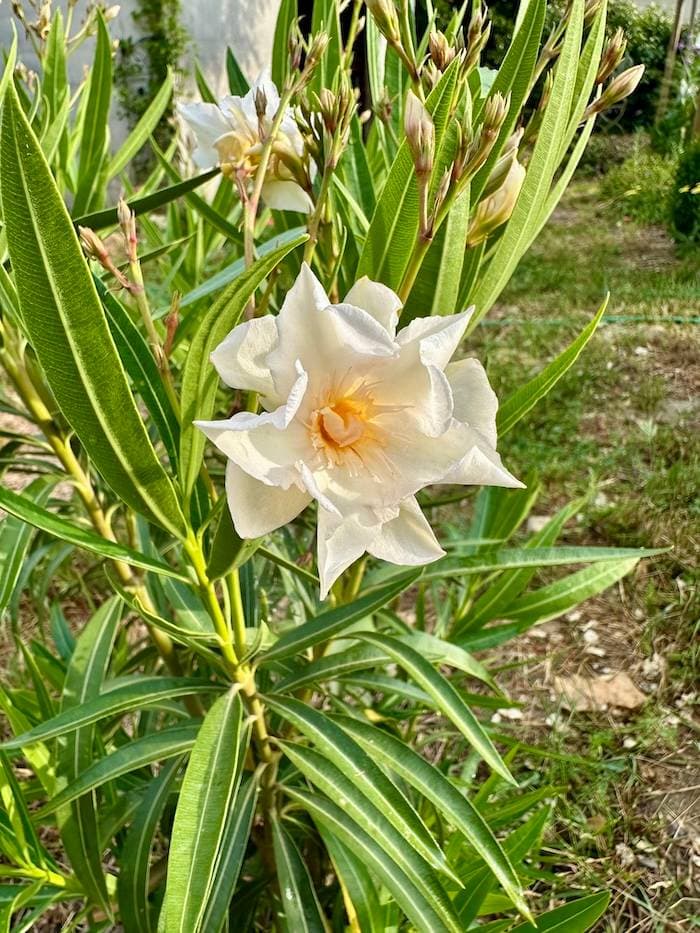 Oleander Flower Plant (White)