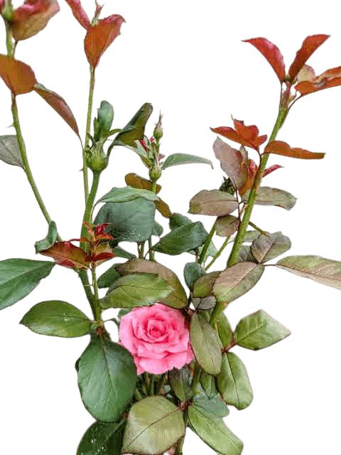 Queen Elizabeth or Pink Queen