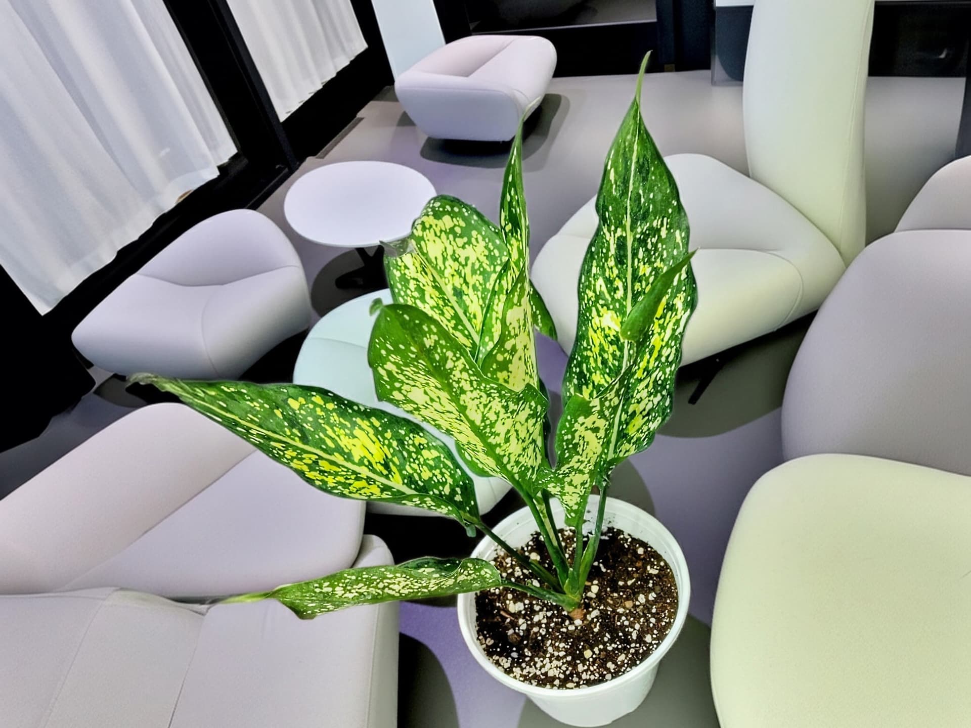 Aglaonema Snow White