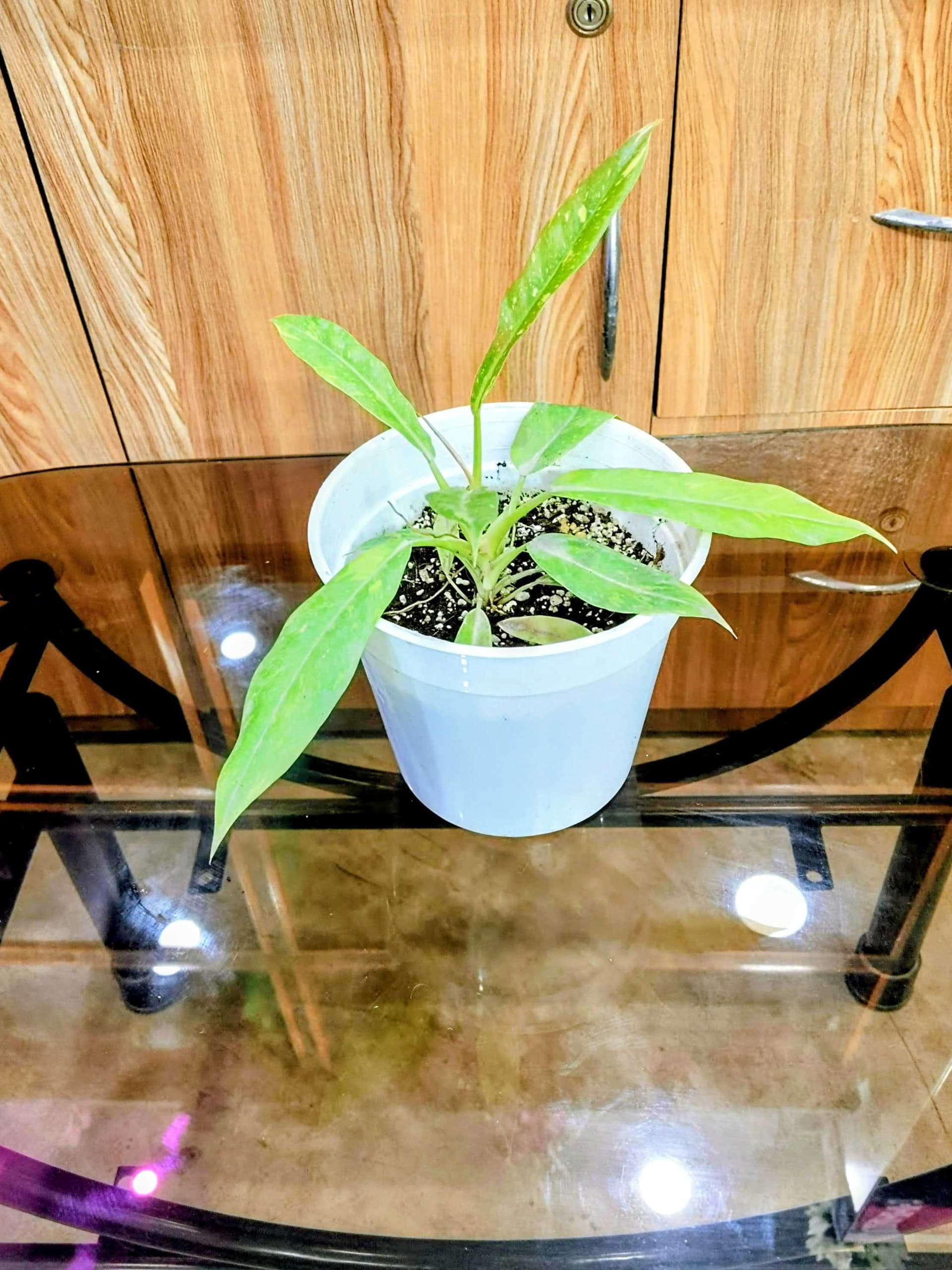 Philodendron Ring Of Fire Variegated