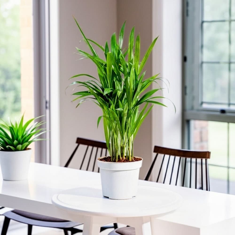 Areca Palm