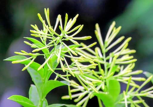 Hasna Hena Plant