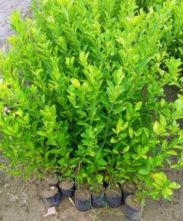 Acid Lime (Hybrid Pati)