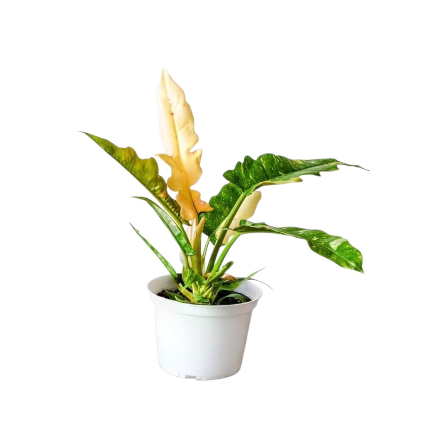 Philodendron Ring Of Fire Variegated