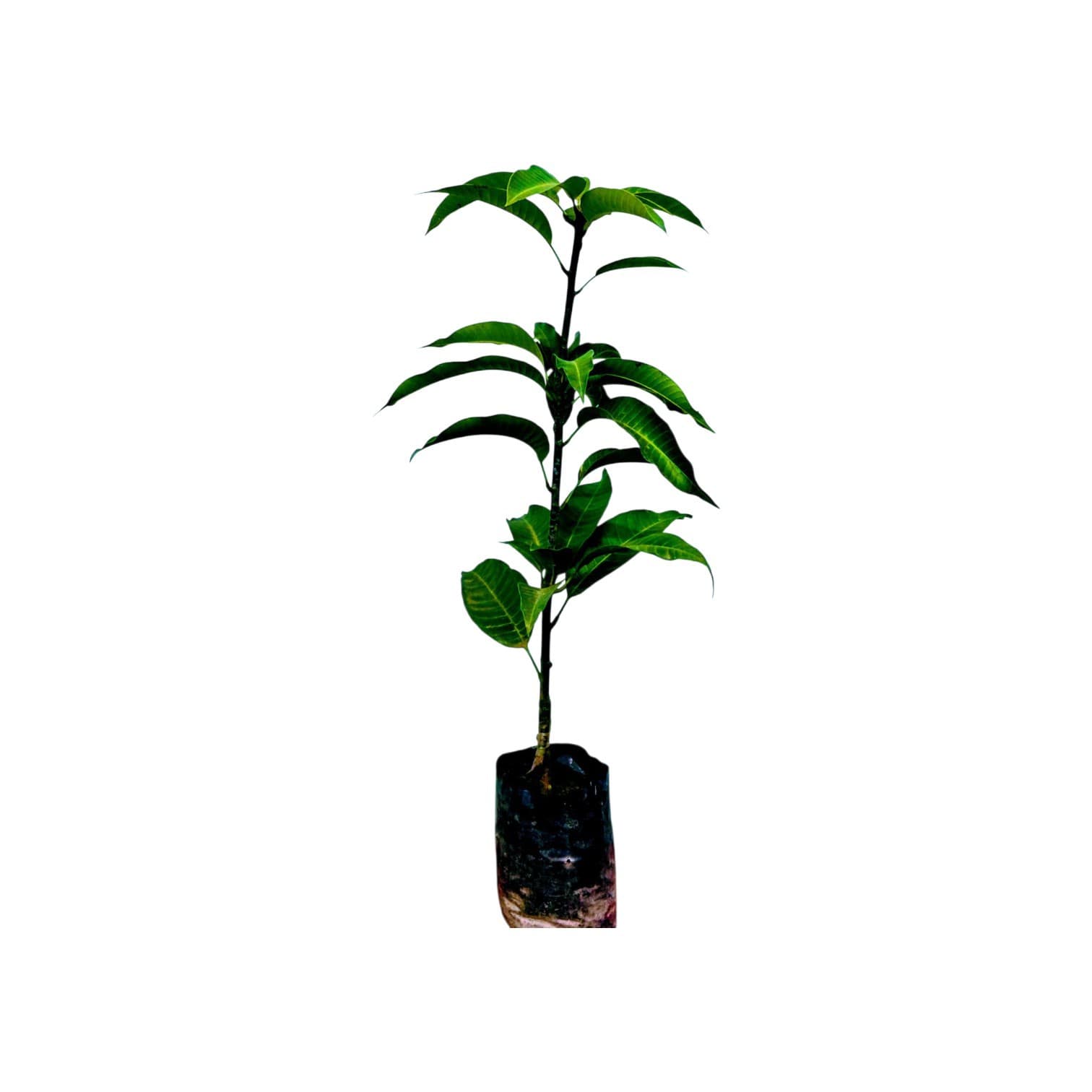 Alphonso Mango Plant