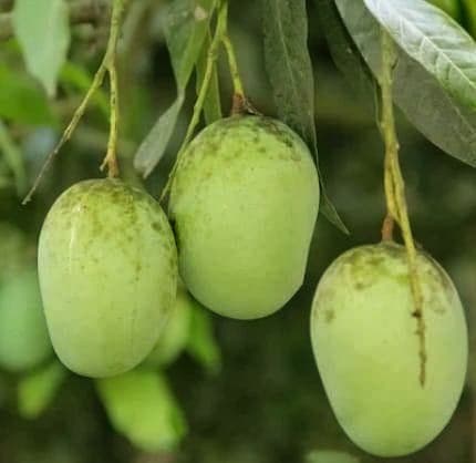 Langra Mango Plant
