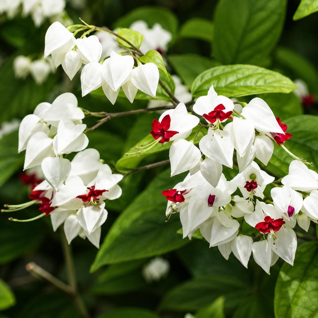 Bleeding Heart Plant
