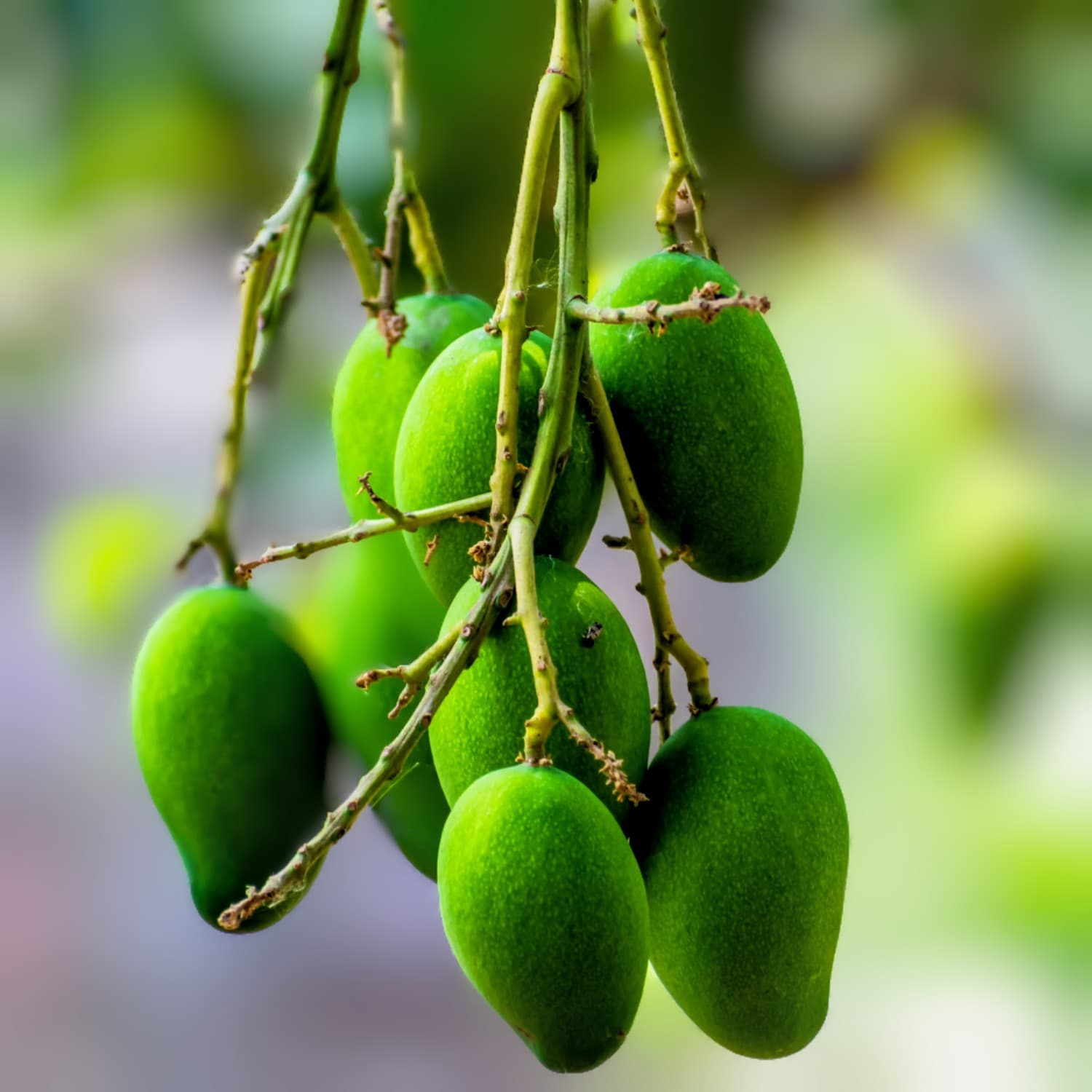 Katimon Mango Plant