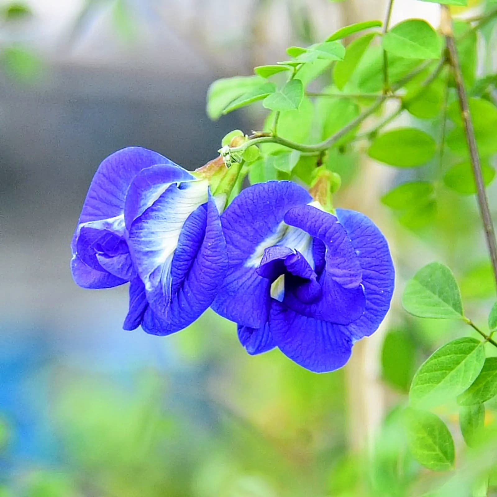Aparajita Double Petal (Blue)