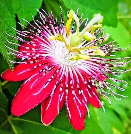 Rakhi Flower Plant (Red)
