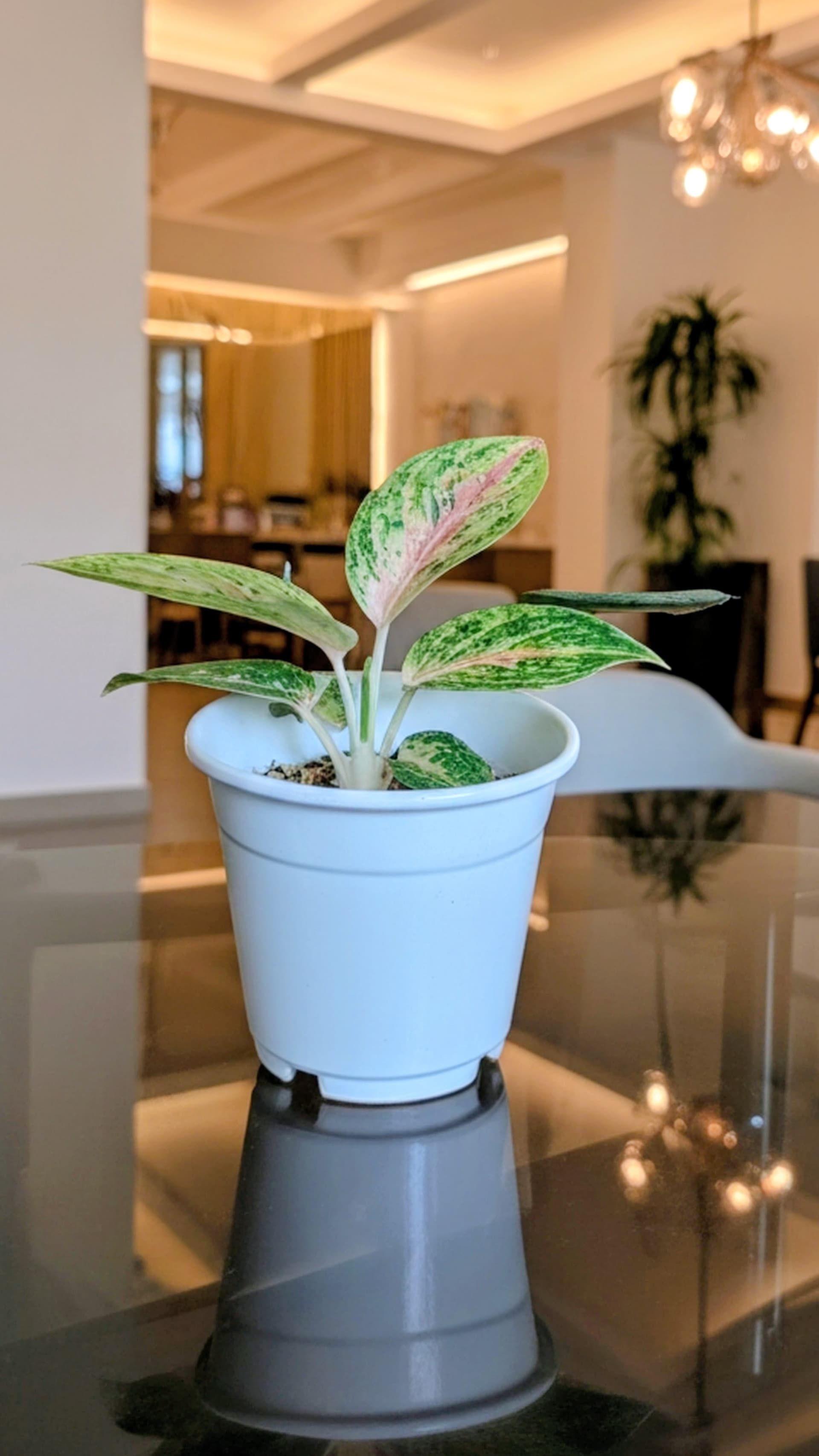 Aglaonema Pink Panama