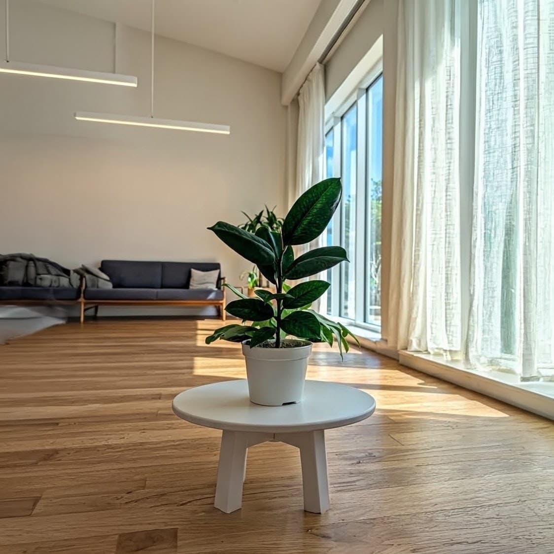 Rubber Plant