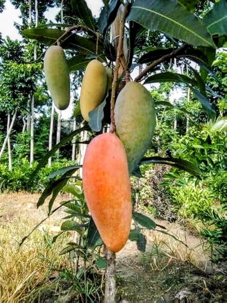 Kyuzai Mango Plant