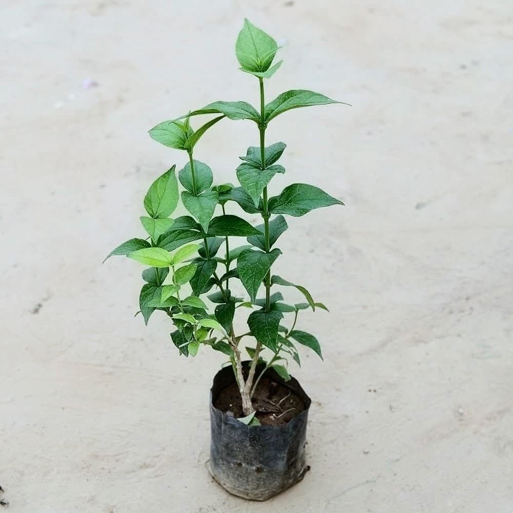 Parijat Plant
