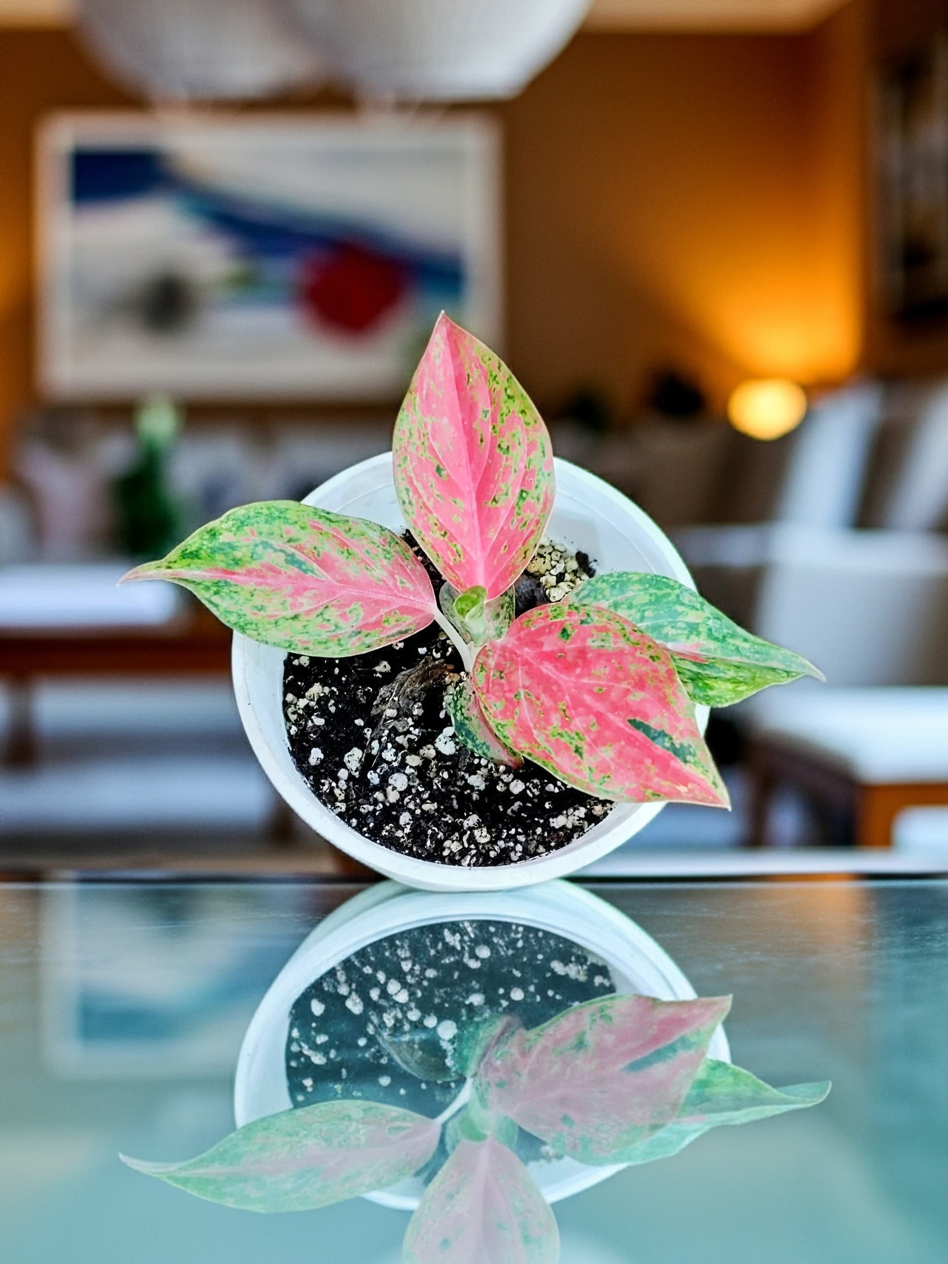 Aglaonema Red Moon