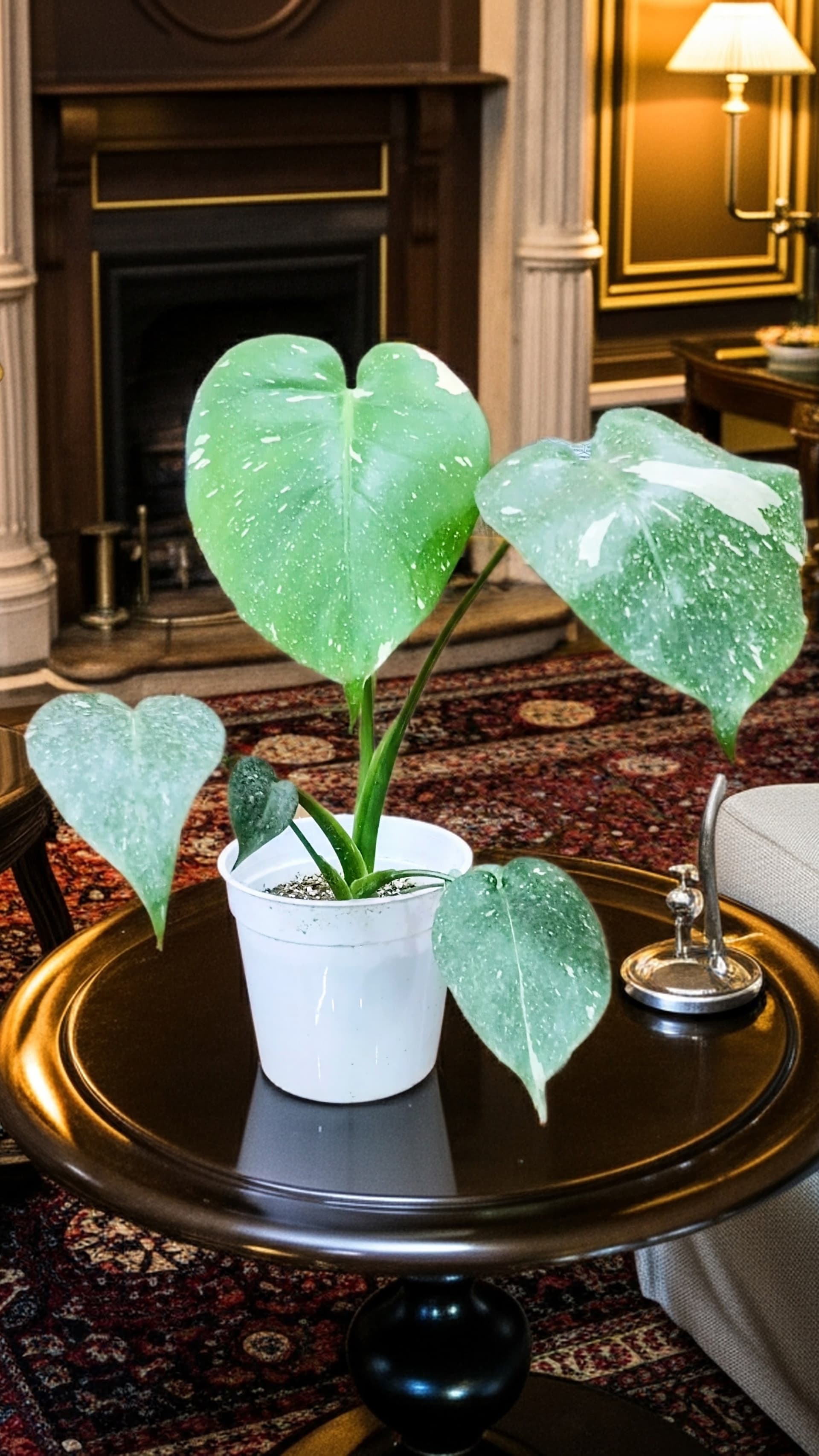 Monstera Thai Constellation Variegated