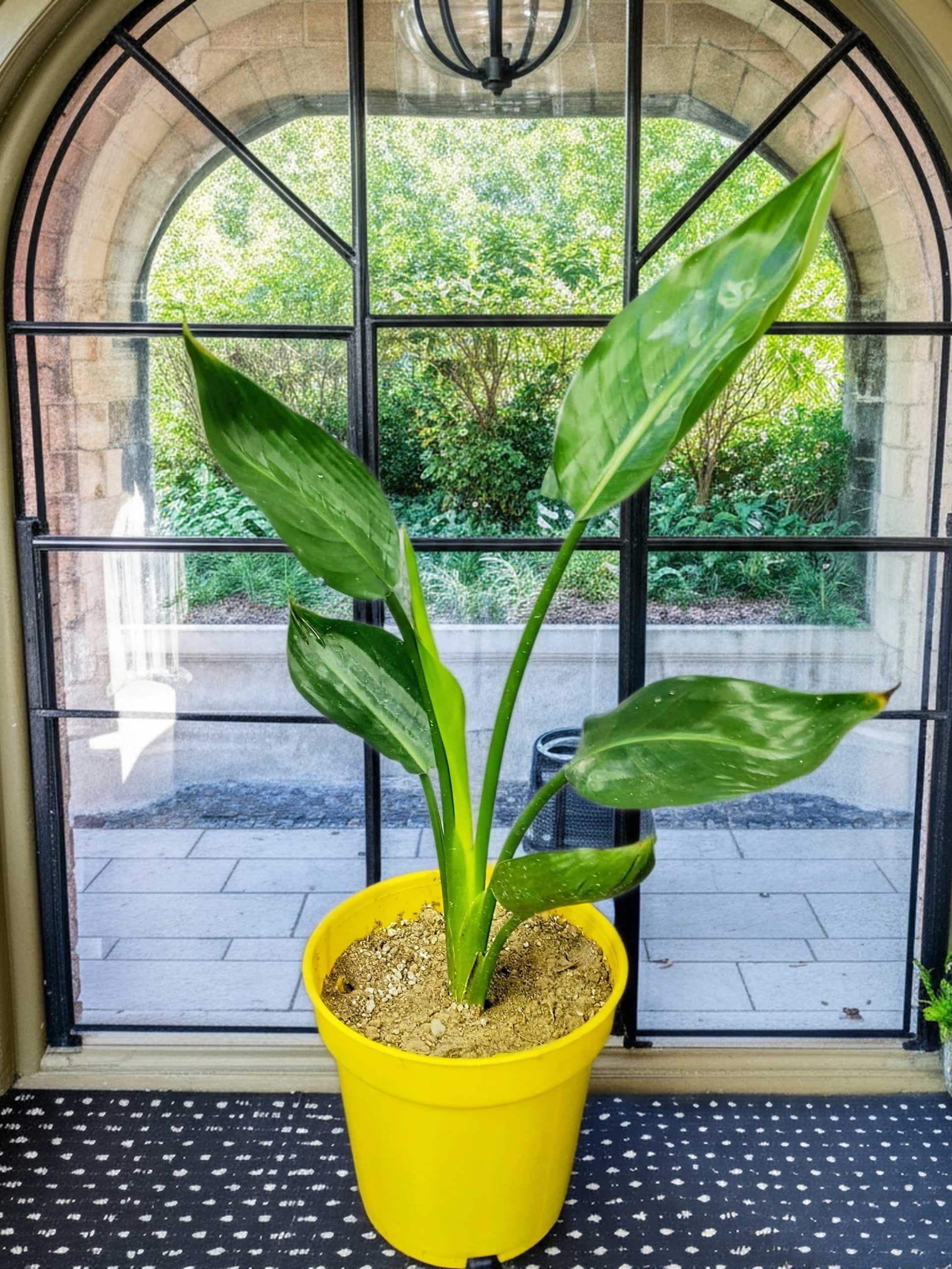 Bird Of Paradise