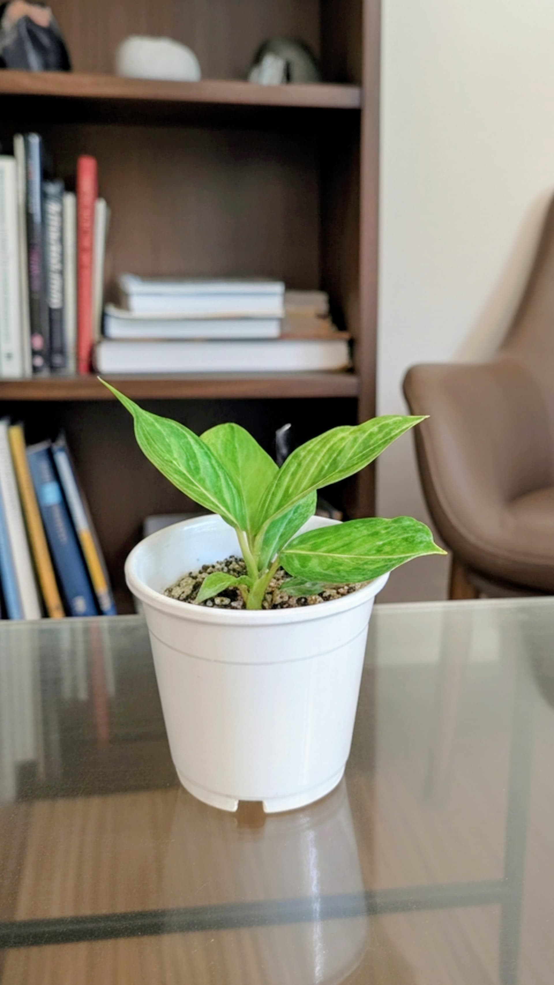 Aglaonema Green Army