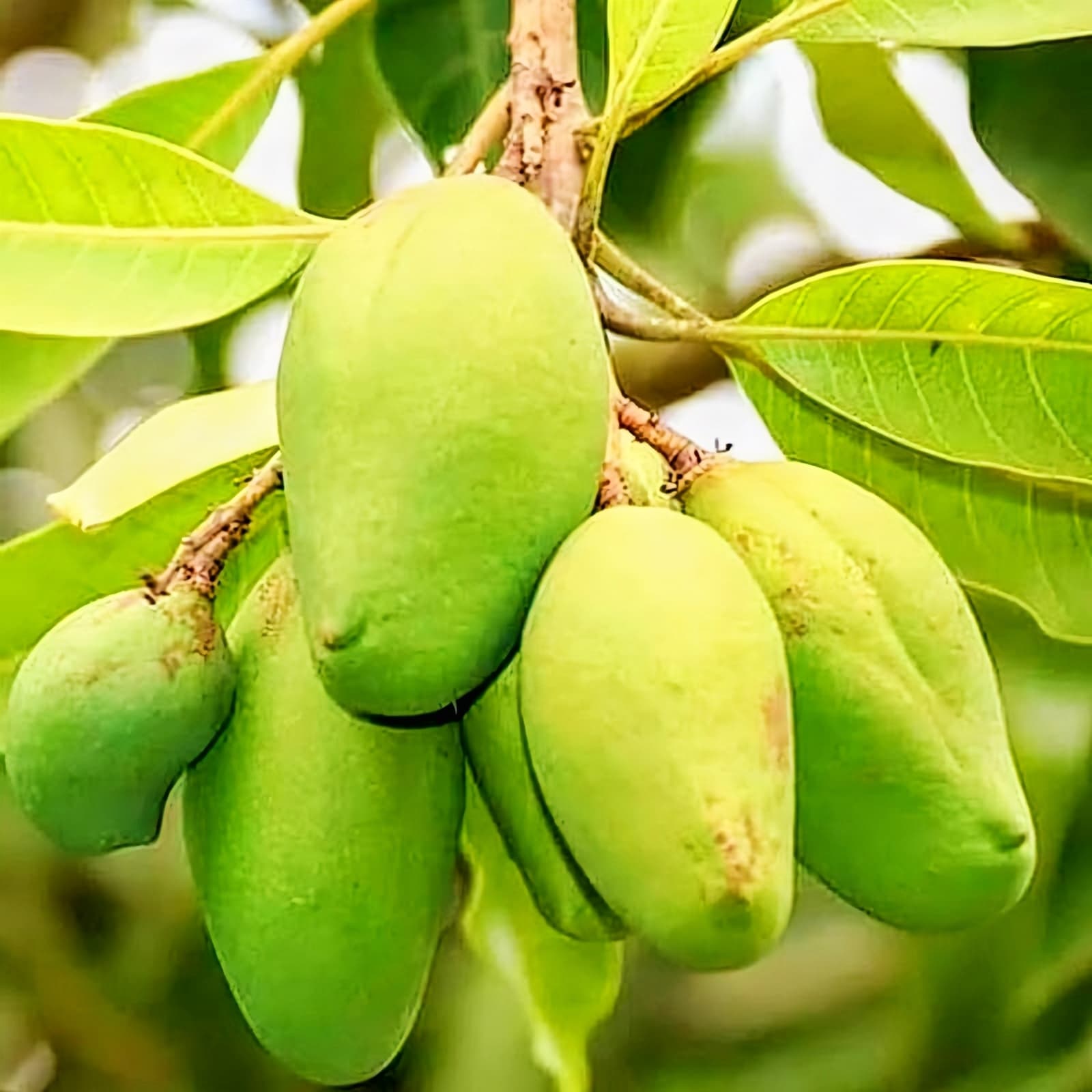 Bari 11 Mango Plant
