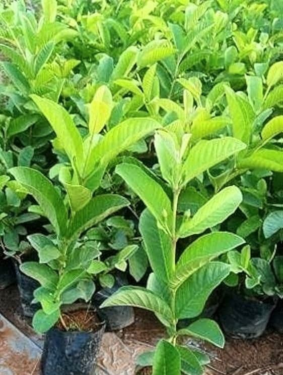 Guava (Baruipur)
