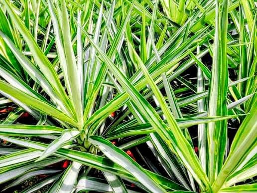 Yucca Silver