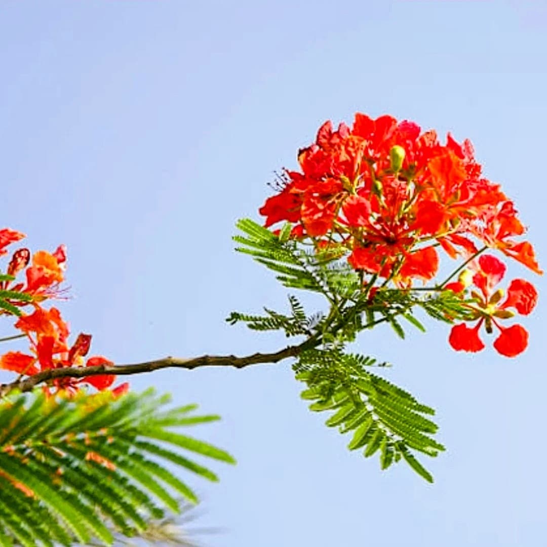 Gulmohar Plant (Pack of 5)