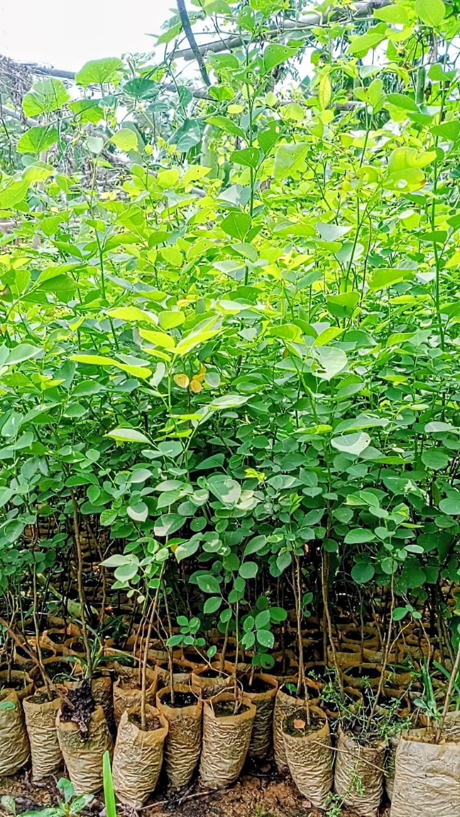 Sissoo Plant (Pack of 5)