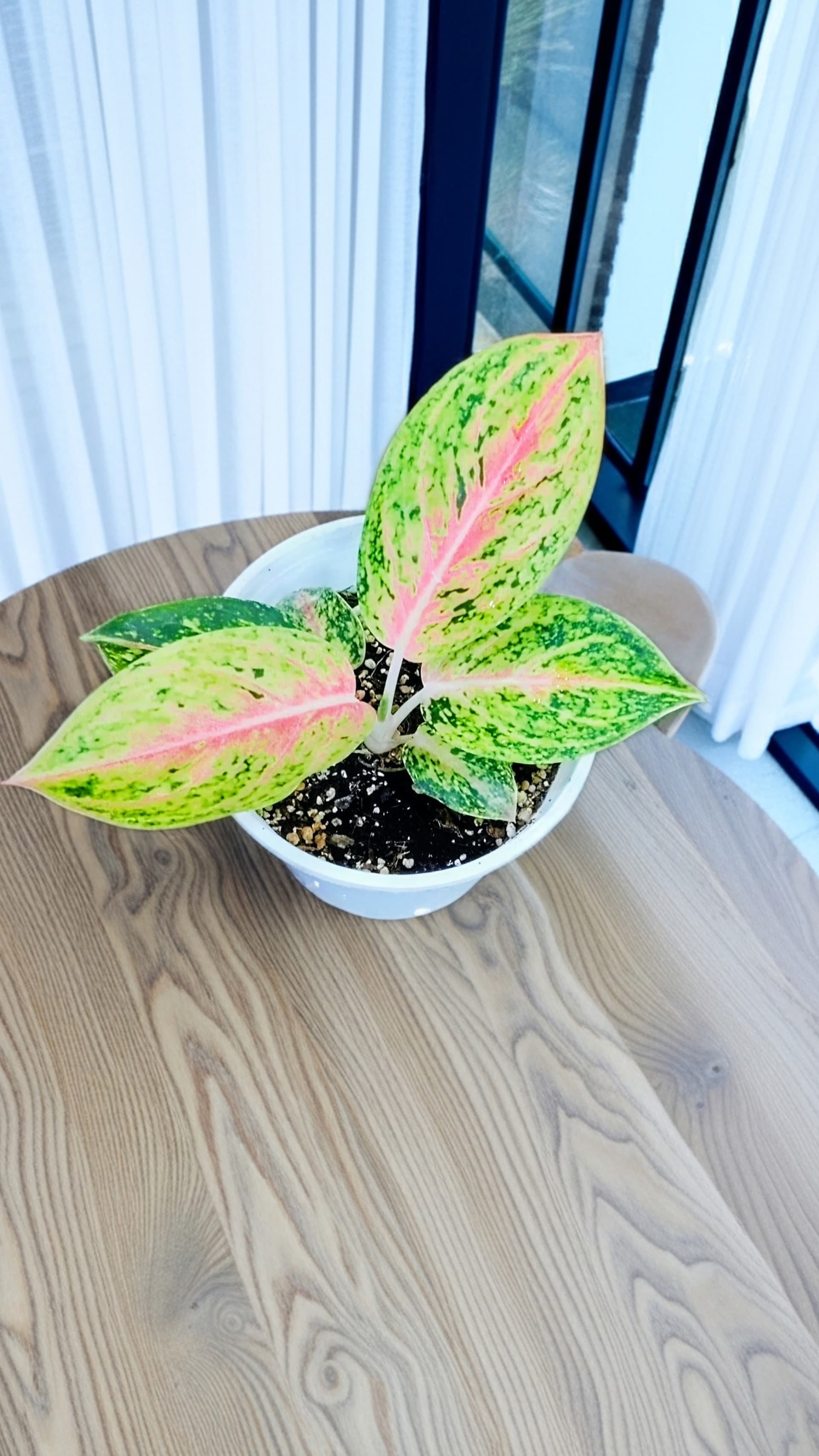 Aglaonema Pink Panama