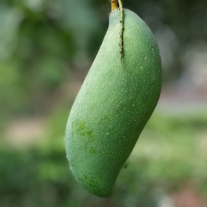 Kyuzai Mango Plant