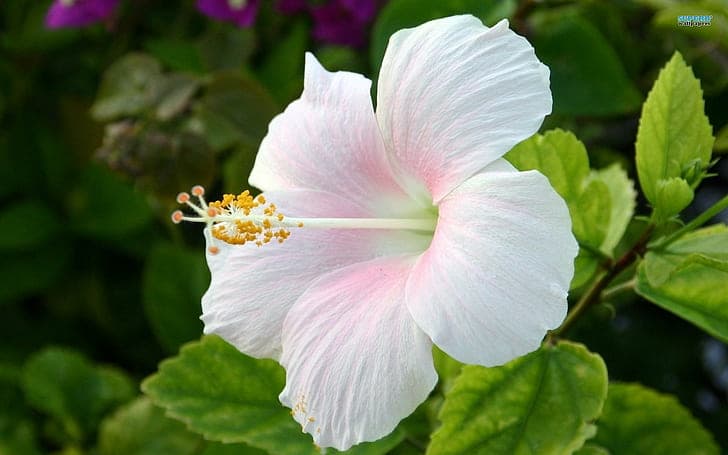 White Hibiscus Plant (Hybrid)
