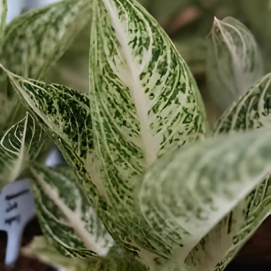 Aglaonema White Legacy Plant